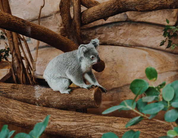 koala-sommeil