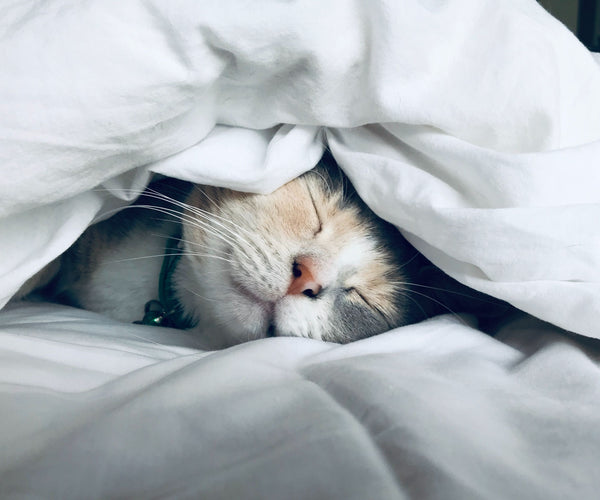 chat-couche-dormir