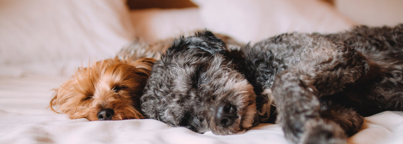 6 faits que vous ignorez sur le sommeil !