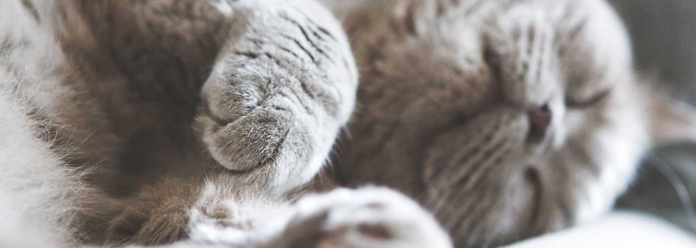 chat-couche