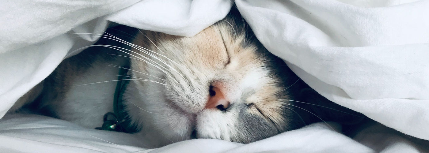 chat-couche-dormir